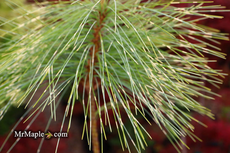 - Pinus wallichiana 'Zebrina' Himalayan Pine Tree - Mr Maple │ Buy Japanese Maple Trees