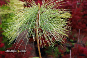 - Pinus wallichiana 'Zebrina' Himalayan Pine Tree - Mr Maple │ Buy Japanese Maple Trees