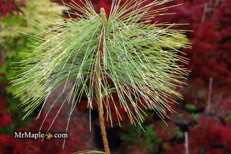 - Pinus wallichiana 'Zebrina' Himalayan Pine Tree - Mr Maple │ Buy Japanese Maple Trees