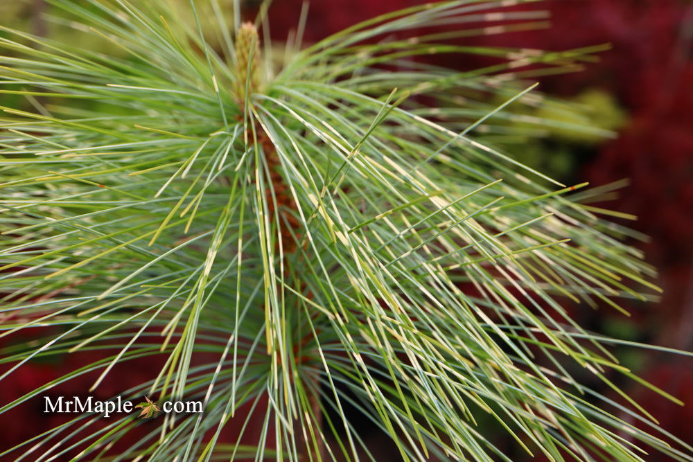 Pinus wallichiana 'Zebrina' Himalayan Pine Tree - Thumbnail 4
