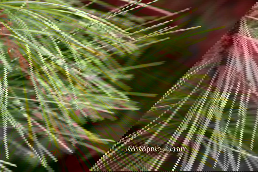 Buy Pinus wallichiana 'Zebrina' Himalayan Pine — Mr Maple │ Buy