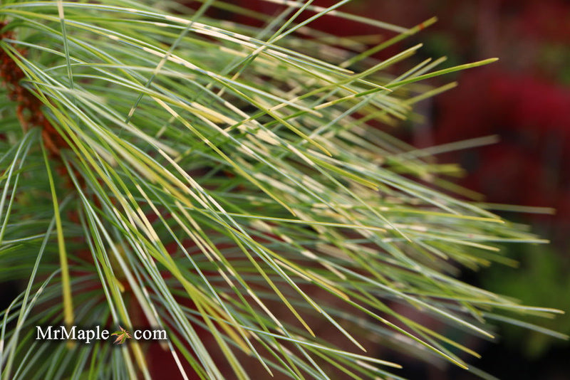 - Pinus wallichiana 'Zebrina' Himalayan Pine Tree - Mr Maple │ Buy Japanese Maple Trees