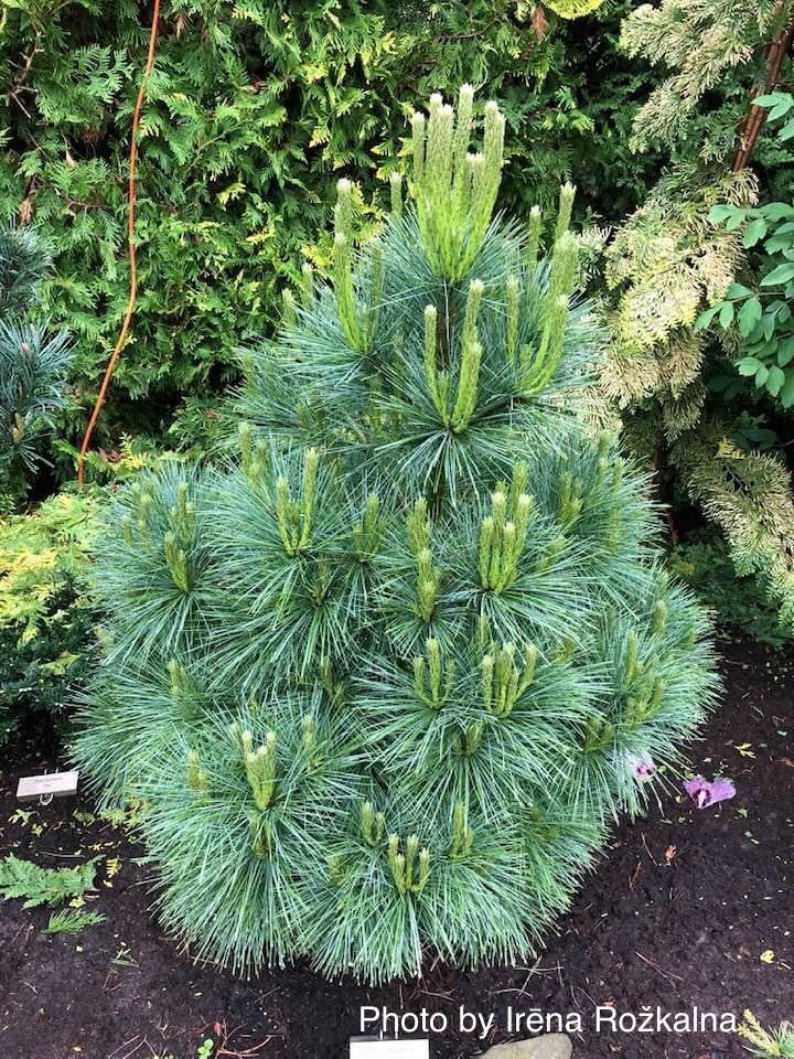 - Pinus x schwerinii ‘Wiethorst' Schwerin’s Pine Tree - Mr Maple │ Buy Japanese Maple Trees