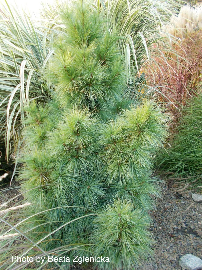 - Pinus x schwerinii ‘Wiethorst' Schwerin’s Pine Tree - Mr Maple │ Buy Japanese Maple Trees