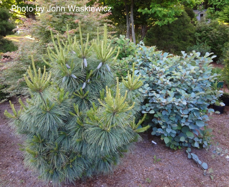 - Pinus x schwerinii ‘Wiethorst' Schwerin’s Pine Tree - Mr Maple │ Buy Japanese Maple Trees