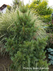 - Pinus x schwerinii ‘Wiethorst' Schwerin’s Pine Tree - Mr Maple │ Buy Japanese Maple Trees