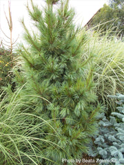 - Pinus x schwerinii ‘Wiethorst' Schwerin’s Pine Tree - Mr Maple │ Buy Japanese Maple Trees