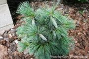 - Pinus x schwerinii ‘Wiethorst' Schwerin’s Pine Tree - Mr Maple │ Buy Japanese Maple Trees