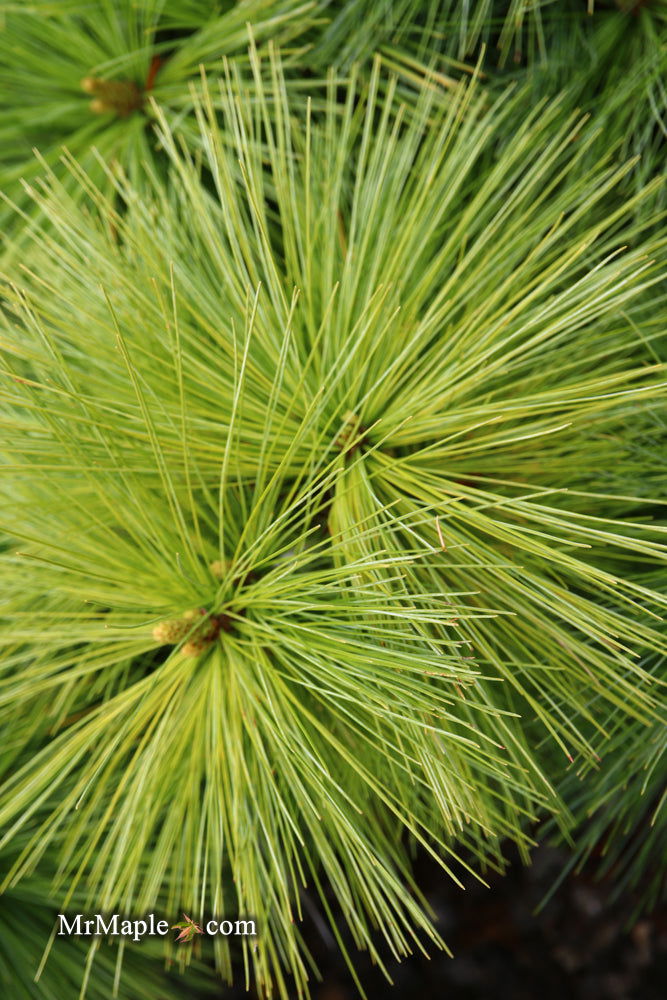- Pinus x schwerinii ‘Wiethorst' Schwerin’s Pine Tree - Mr Maple │ Buy Japanese Maple Trees