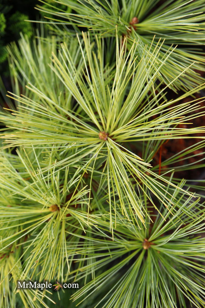 - Pinus x schwerinii ‘Wiethorst' Schwerin’s Pine Tree - Mr Maple │ Buy Japanese Maple Trees