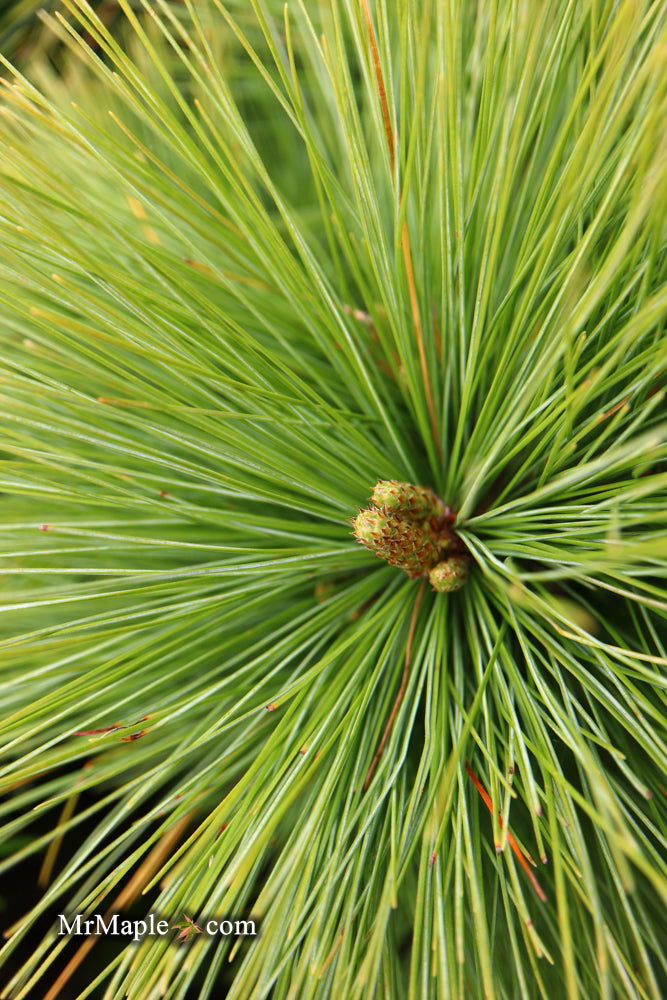 - Pinus x schwerinii ‘Wiethorst' Schwerin’s Pine Tree - Mr Maple │ Buy Japanese Maple Trees