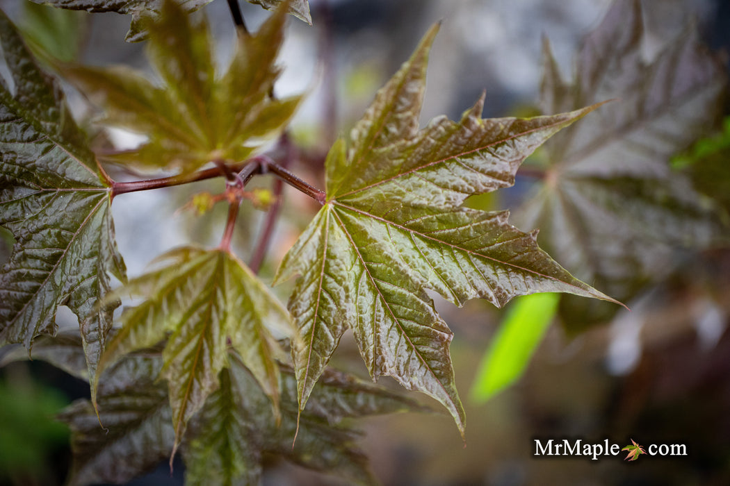 Acer platanoides 'Plum DenCity' Norway Maple