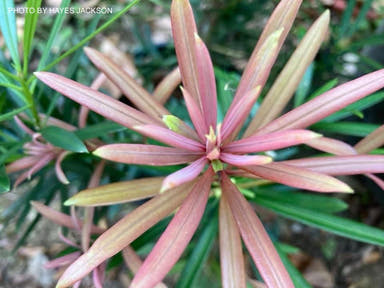 - Podocarpus macrophylla 'Mood Ring' ™ Chinese Podocarpus - Mr Maple │ Buy Japanese Maple Trees