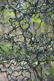 - Poncirus trifoliata 'Flying Dragon' Contorted Hardy Orange - Mr Maple │ Buy Japanese Maple Trees