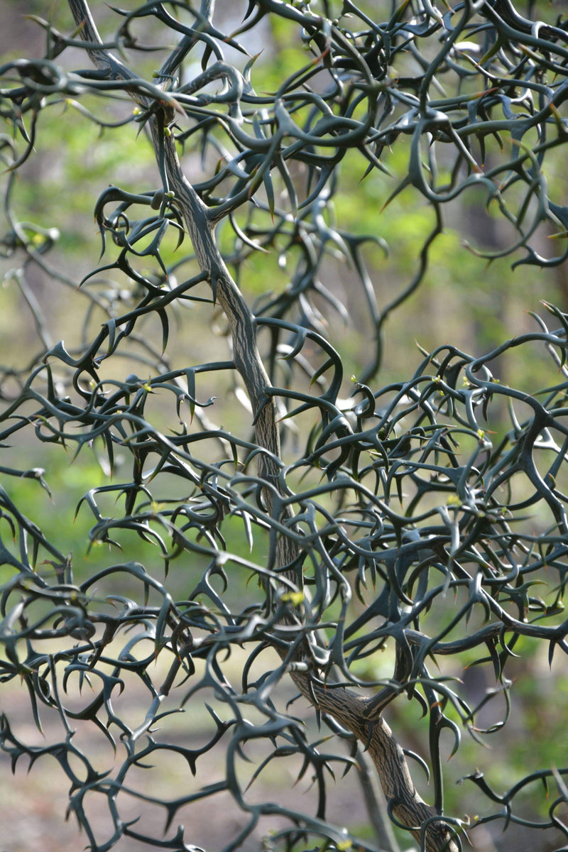 - Poncirus trifoliata 'Flying Dragon' Contorted Hardy Orange - Mr Maple │ Buy Japanese Maple Trees