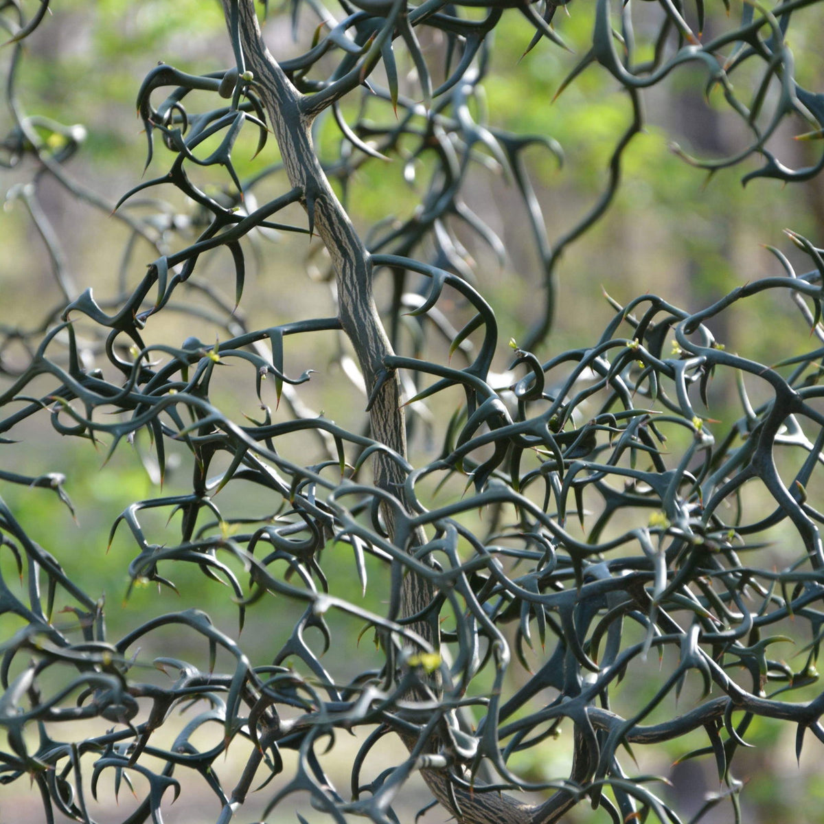 Buy Poncirus trifoliata 'Flying Dragon' Contorted Hardy Orange — Mr ...
