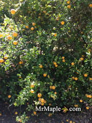 - Poncirus trifoliata 'Flying Dragon' Contorted Hardy Orange - Mr Maple │ Buy Japanese Maple Trees