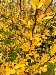 - Poncirus trifoliata 'Flying Dragon' Contorted Hardy Orange - Mr Maple │ Buy Japanese Maple Trees