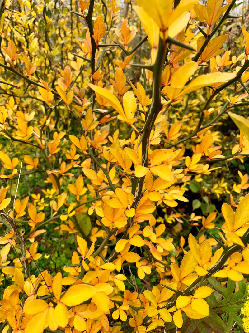 - Poncirus trifoliata 'Flying Dragon' Contorted Hardy Orange - Mr Maple │ Buy Japanese Maple Trees