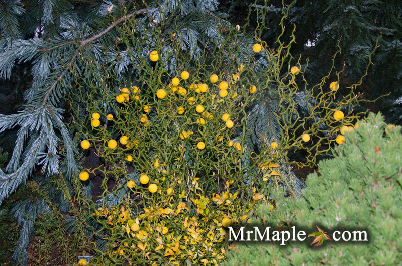 - Poncirus trifoliata 'Flying Dragon' Contorted Hardy Orange - Mr Maple │ Buy Japanese Maple Trees