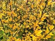 - Poncirus trifoliata 'Flying Dragon' Contorted Hardy Orange - Mr Maple │ Buy Japanese Maple Trees