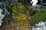 - Poncirus trifoliata 'Flying Dragon' Contorted Hardy Orange - Mr Maple │ Buy Japanese Maple Trees