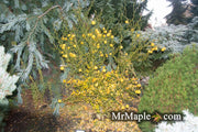 - Poncirus trifoliata 'Flying Dragon' Contorted Hardy Orange - Mr Maple │ Buy Japanese Maple Trees