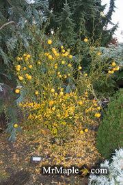 - Poncirus trifoliata 'Flying Dragon' Contorted Hardy Orange - Mr Maple │ Buy Japanese Maple Trees