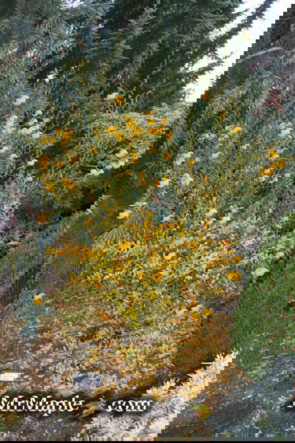 - Poncirus trifoliata 'Flying Dragon' Contorted Hardy Orange - Mr Maple │ Buy Japanese Maple Trees