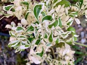- Poncirus trifoliata 'Snow Dragon' Variegated Hardy Orange - Mr Maple │ Buy Japanese Maple Trees