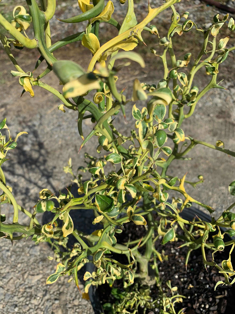 - Poncirus trifoliata 'Snow Dragon' Variegated Hardy Orange - Mr Maple │ Buy Japanese Maple Trees