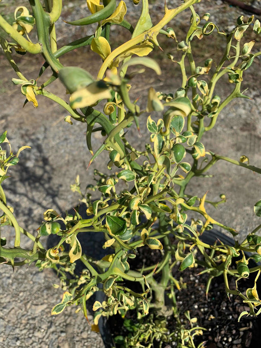 - Poncirus trifoliata 'Snow Dragon' Variegated Hardy Orange - Mr Maple │ Buy Japanese Maple Trees