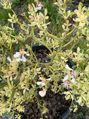 - Poncirus trifoliata 'Snow Dragon' Variegated Hardy Orange - Mr Maple │ Buy Japanese Maple Trees