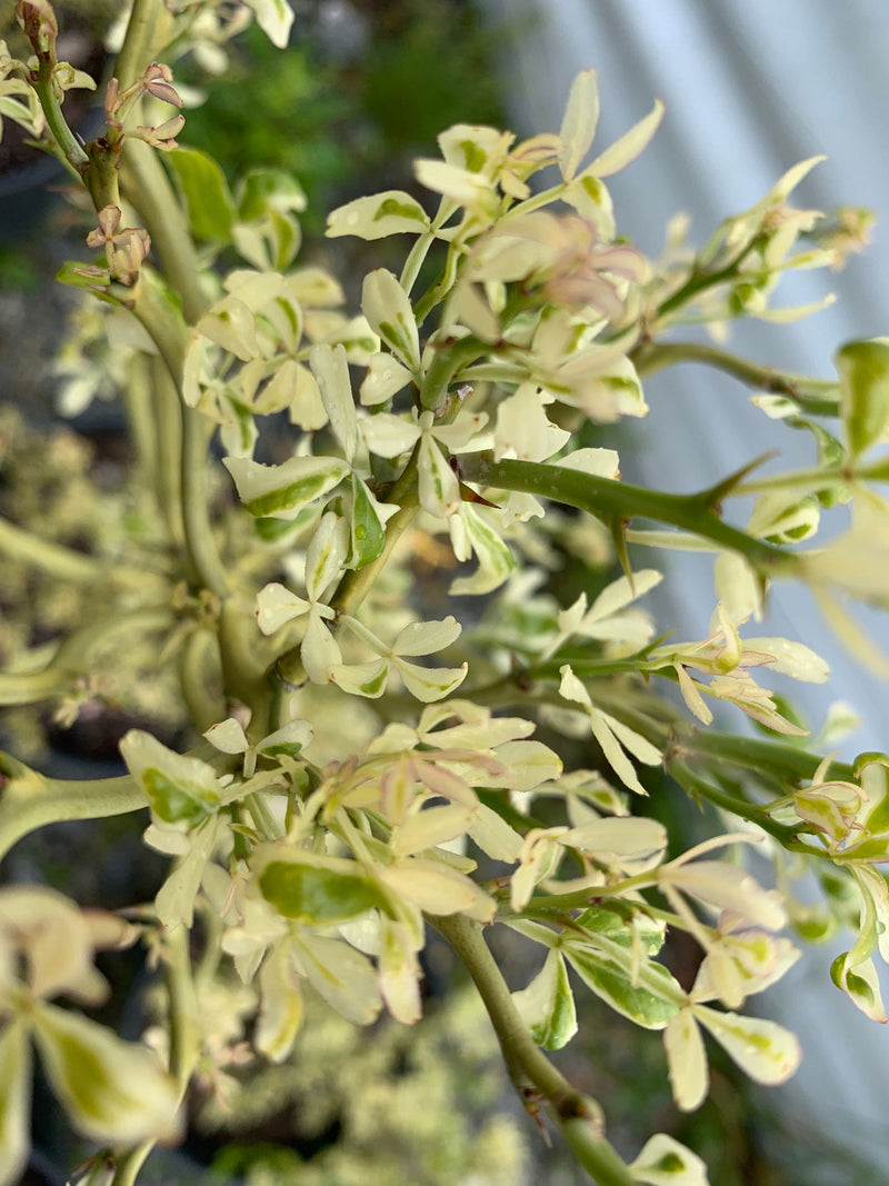 - Poncirus trifoliata 'Snow Dragon' Variegated Hardy Orange - Mr Maple │ Buy Japanese Maple Trees