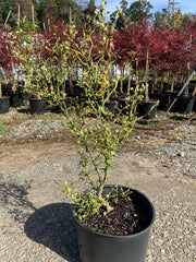 - Poncirus trifoliata 'Snow Dragon' Variegated Hardy Orange - Mr Maple │ Buy Japanese Maple Trees