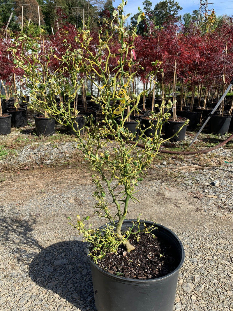 - Poncirus trifoliata 'Snow Dragon' Variegated Hardy Orange - Mr Maple │ Buy Japanese Maple Trees