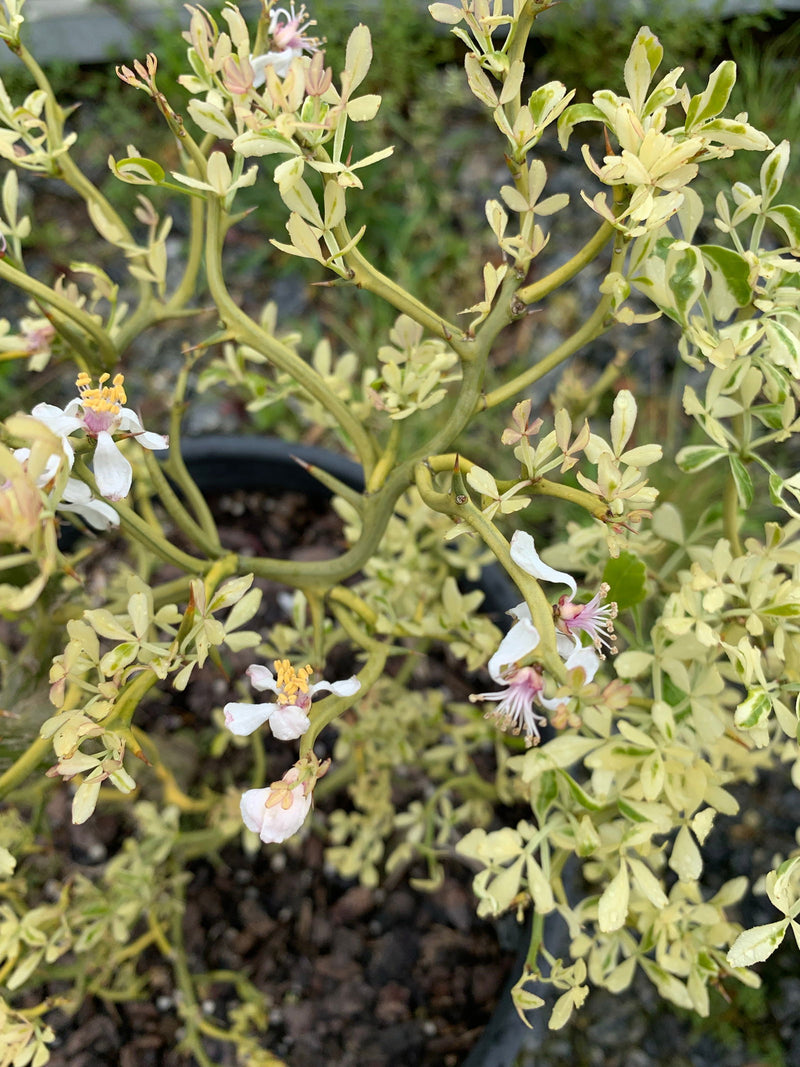 - Poncirus trifoliata 'Snow Dragon' Variegated Hardy Orange - Mr Maple │ Buy Japanese Maple Trees