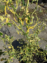 - Poncirus trifoliata 'Snow Dragon' Variegated Hardy Orange - Mr Maple │ Buy Japanese Maple Trees