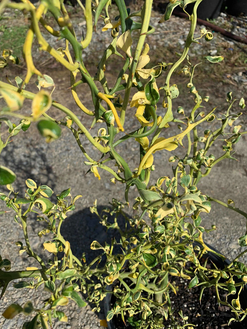 - Poncirus trifoliata 'Snow Dragon' Variegated Hardy Orange - Mr Maple │ Buy Japanese Maple Trees