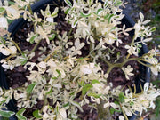 - Poncirus trifoliata 'Snow Dragon' Variegated Hardy Orange - Mr Maple │ Buy Japanese Maple Trees