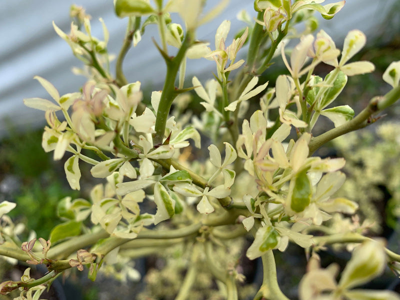 - Poncirus trifoliata 'Snow Dragon' Variegated Hardy Orange - Mr Maple │ Buy Japanese Maple Trees