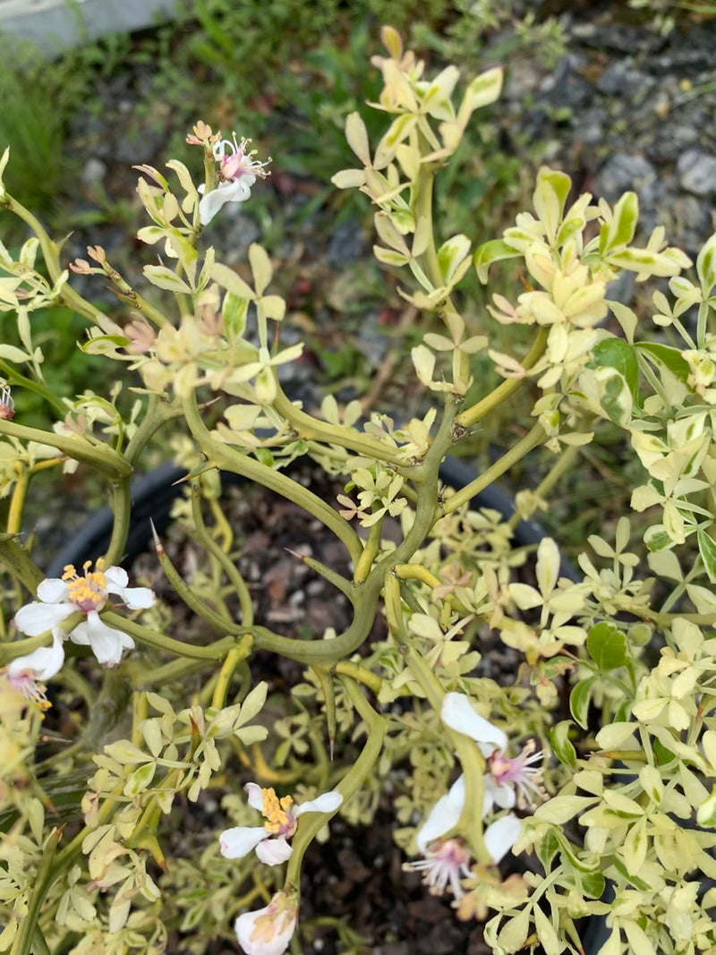 - Poncirus trifoliata 'Snow Dragon' Variegated Hardy Orange - Mr Maple │ Buy Japanese Maple Trees