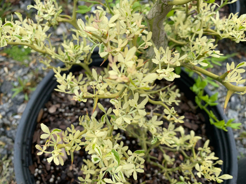 - Poncirus trifoliata 'Snow Dragon' Variegated Hardy Orange - Mr Maple │ Buy Japanese Maple Trees