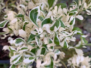 - Poncirus trifoliata 'Snow Dragon' Variegated Hardy Orange - Mr Maple │ Buy Japanese Maple Trees