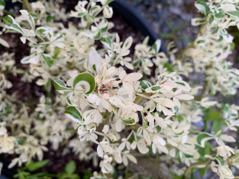 - Poncirus trifoliata 'Snow Dragon' Variegated Hardy Orange - Mr Maple │ Buy Japanese Maple Trees