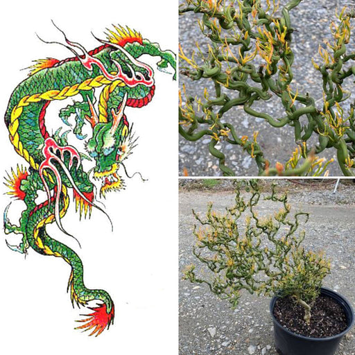 - Poncirus trifoliata 'Tiny Dragon' Dwarf Contorted Hardy Orange - Mr Maple │ Buy Japanese Maple Trees