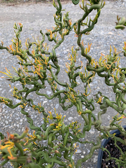 - Poncirus trifoliata 'Tiny Dragon' Dwarf Contorted Hardy Orange - Mr Maple │ Buy Japanese Maple Trees