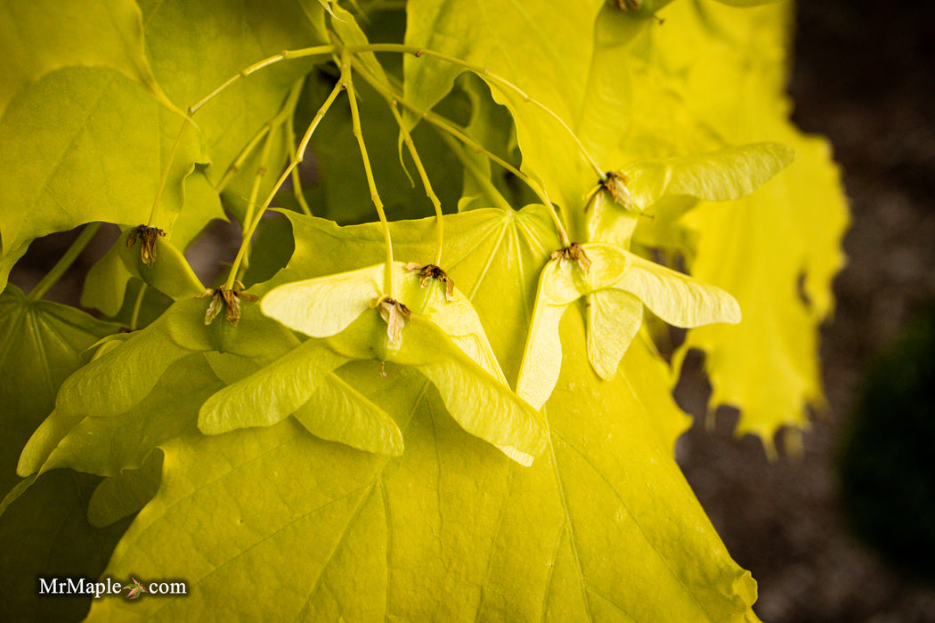 Acer platanoides 'Princeton Gold' Golden Norway Maple