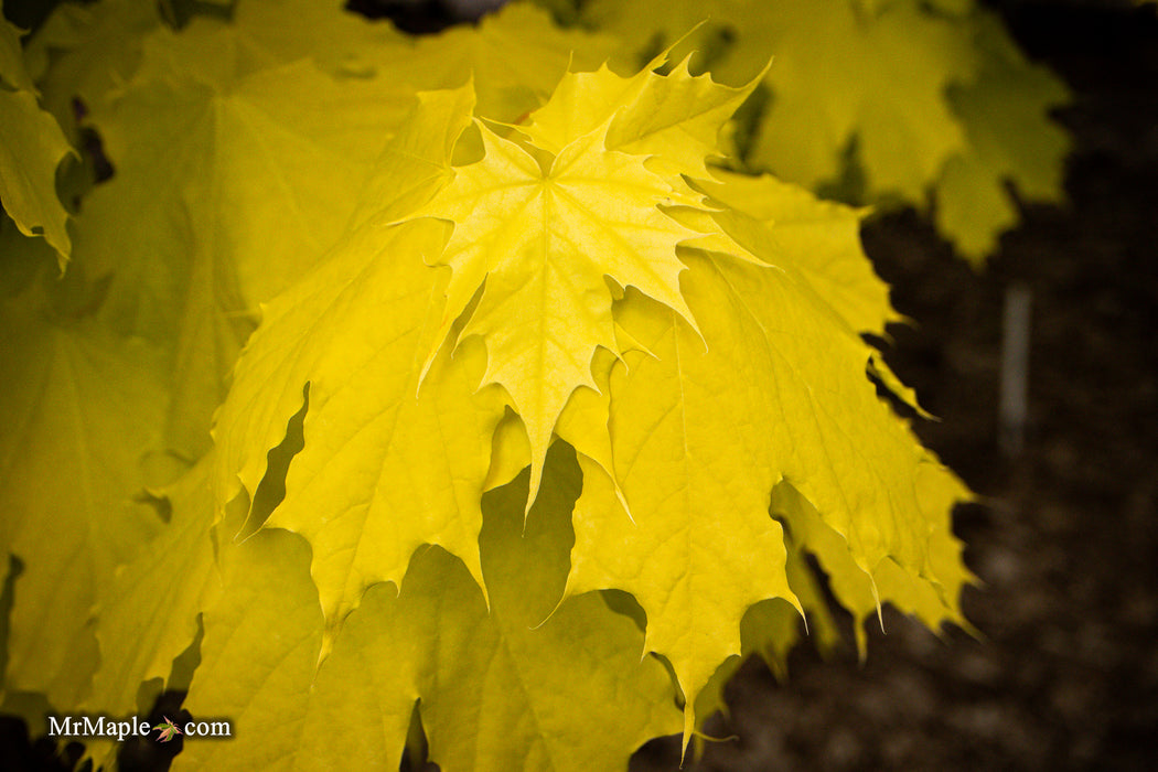 Acer platanoides 'Princeton Gold' Golden Norway Maple