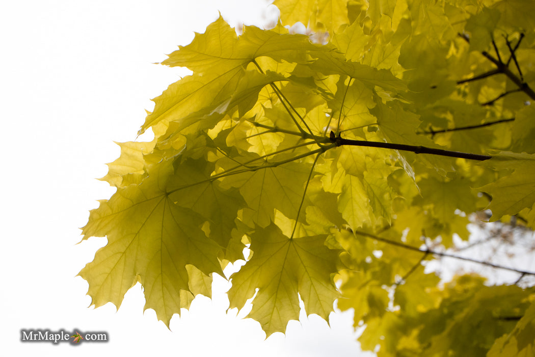 Acer platanoides 'Princeton Gold' Golden Norway Maple